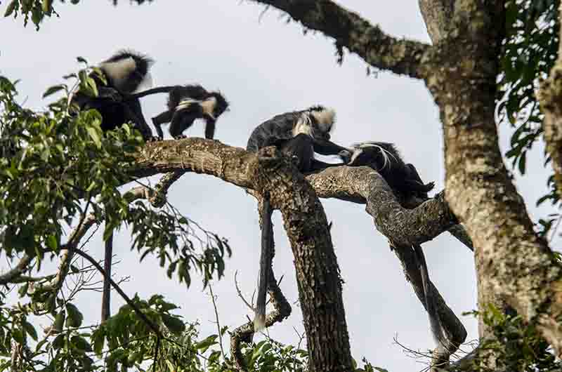 26 - Monos Colobo de Angola - parque nacional de Nyungwe - Ruanda